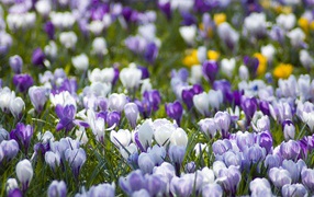 Поляна крокусов