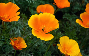 Золотые лепестки