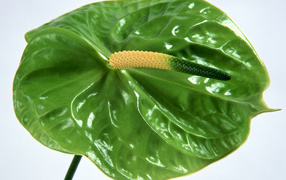 Зеленый Anturium, Цветы