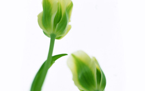 Зеленые тюльпаны, Цветы