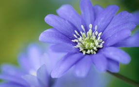 Печёночница