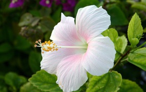 Цветок Hibiscus