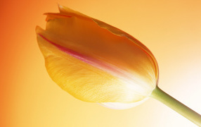 Горячий тюльпан, Цветы