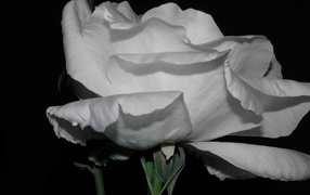 Холодная роза