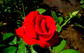 Роза - цветы