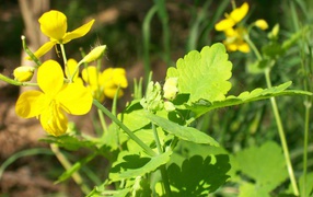 На солнце, Цветы