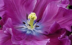 Внутри бутона