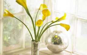 Коалы в вазе