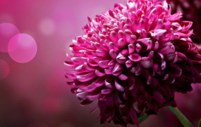 Большой цветок