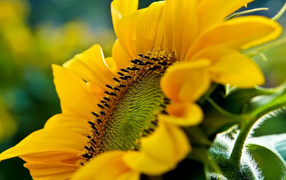 Большой подсолнух