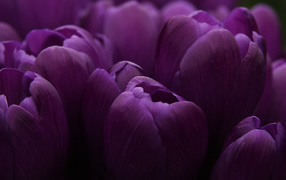 Сиреневые бутоны тюльпанов