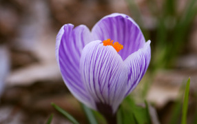 Lilac crocus