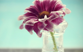 Одинокий цветок