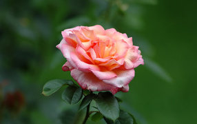 Одинокие чувства, Цветы