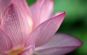 Lotus, Flowers