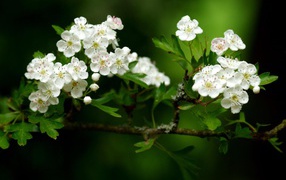 Волшебный расцвет, Цветы