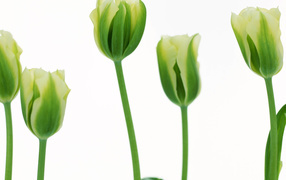More green tulips, Flowers
