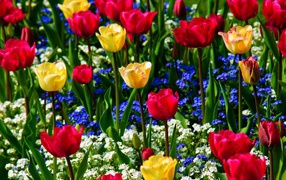Multi-colored tulips with forget-me-nots