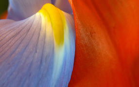 Multicolor , Flowers