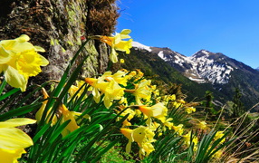 Narcissuses in the mountains