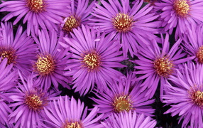 Североамериканские астры