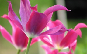 Open tulips , Flowers