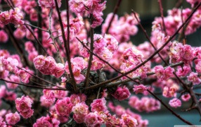 Oriental cherry flowers