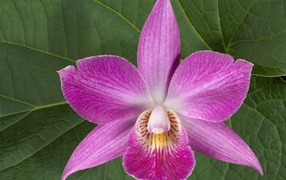 Хурма, Цветы