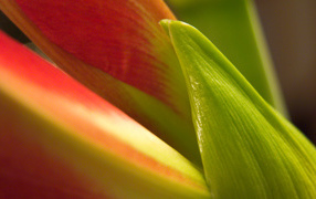 Лепестки, Цветы