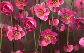 Рисунок цветов