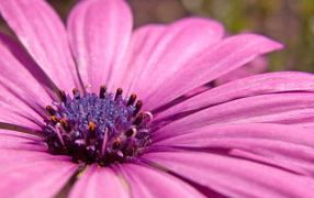 Розовый, Цветы