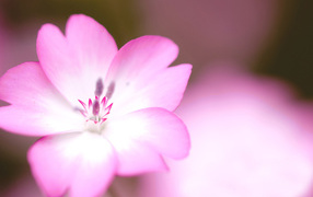 Розовый цветок