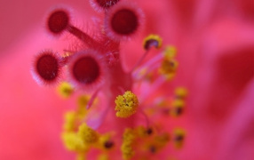 Розовые цветы