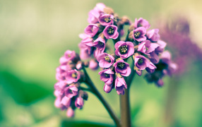 Розовые цветочки