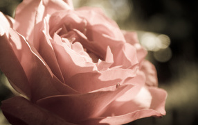 Розовая роза