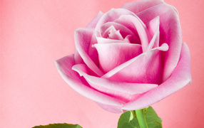 Розовая тень, Цветы