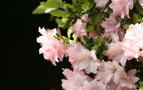 Розовые весенние цветы