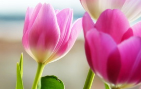 Розовые тюльпаны