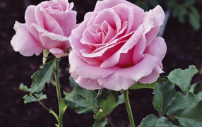 Удовольствие и Страдание, Цветы