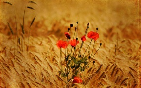 Маки в поле