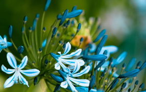 Симпатичные цветочки