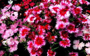 Колючие цветочки