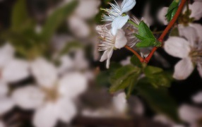 Pure white flower