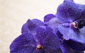 Сиреневая ванда