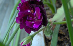 Фиолетовый цветок, Цветы