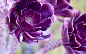 Фиолетовые цветы