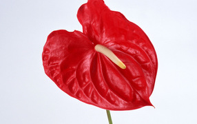 Красный Anturium, Цветы