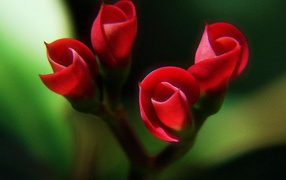 Красные бутоны
