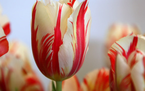 Красный полосатый тюльпан, Цветы