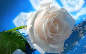 роза и Лед, Цветы